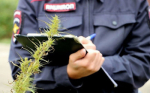 Внимание, землепользователи! Обязанности по уничтожению наркосодержащих растений на ваших участках