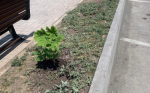 Индивидуальный предприниматель подарил городу каштаны